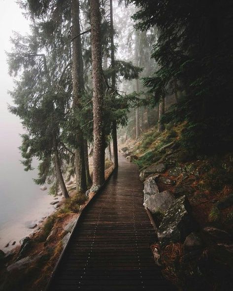 Germany In Winter, Norway Landscape, Black Forest Germany, Germany Photography, Forest Photos, Forest Photography, Landscape Pictures, Dark Forest, Nature Aesthetic