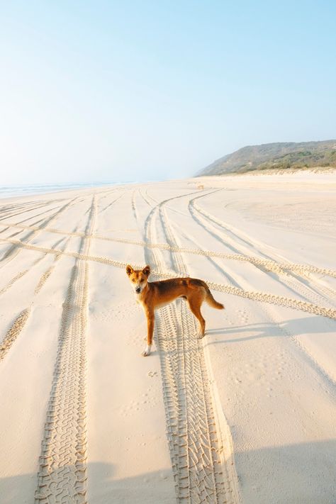 Australia's only native wild dog, the dingo, is a well-known inhabitant of Fraser Island. So how many dingoes are there on the island and are you likely to see one on your trip? #uncoverdownunder⁣⁣⁣⁣ #sightseeingtoursaustralia #aussieadventure #fraserisland #dingo #queensland #aussieadventures #backpackingaustralia #backpackeraustralia #backpackaustralia #travelaustralia #touraustralia #toursaustralia #wanderlustaustralia #travel #australianadventures #travel #wanderlust Dingo Aesthetic, Australia Map Aesthetic, Australian Outback Aesthetic, Australian Dingo, Australia Fraser Island, Fraser Island Australia, Dingo Dog, Australia Northern Territory, Aussie Animals