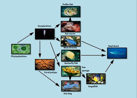 Coral Reef Food Web, Food Webs Projects, Coral Food, Science Food Chains, Ecosystems Projects, Trophic Level, Coral Reef Ecosystem, Cute Pixie Cuts, Butterfly Fish