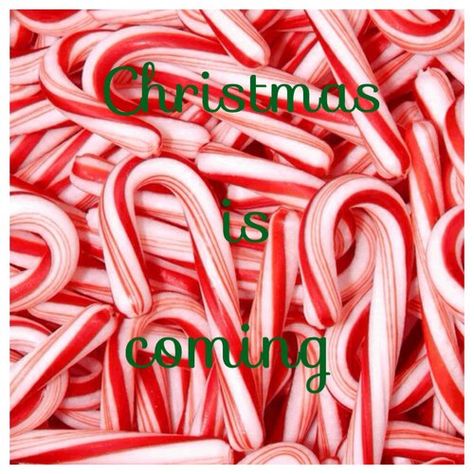 Romeo I Julia, Peppermint Candy Cane, Peppermint Patties, Bohol, Peppermint Candy, Colorful Candy, Noel Christmas, Christmas Candy Cane, Candy Canes