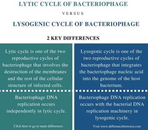 Difference Between Lytic and Lysogenic Cycle of Bacteriophage Check more at https://in4arts.com/difference-between-lytic-and-lysogenic-cycle-of-bacteriophage.html Lytic Cycle And Lysogenic Cycle, Lysogenic Cycle, Lytic Cycle, Dna Replication, Nucleic Acid, Microbiology, Biotechnology, Toyota Camry, Cycling