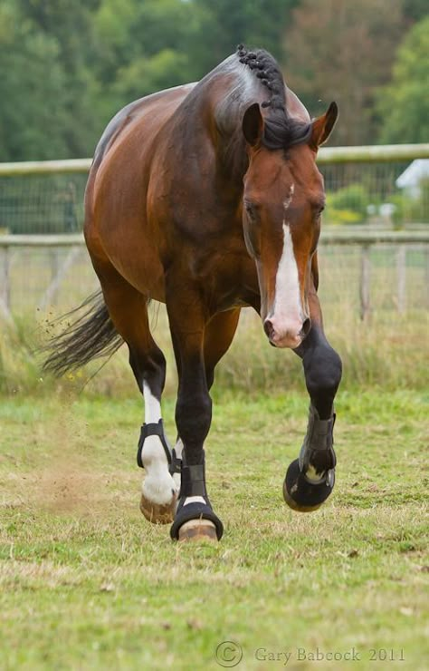 Jumping Courses, Warmblood Stallion, Dutch Warmblood, Horse Markings, Warmblood Horses, Pony Breeds, English Horse, Horse Inspiration, Bay Horse