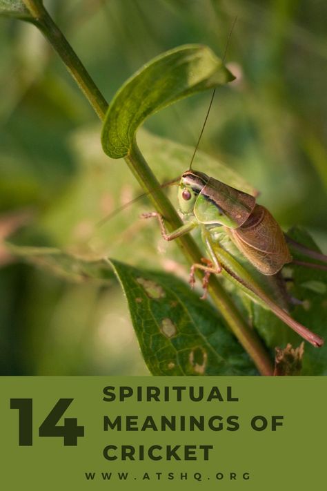 Crickets have been buzzing around different parts of the world for centuries. A member of the Gryllidae family, today there are over 900 cricket species across the globe. Crickets have long been Carlo Collodi, Jiminy Cricket, Your Spirit Animal, European Culture, Trust Issues, Spiritual Enlightenment, Spiritual Meaning, Animal Totems, African Culture