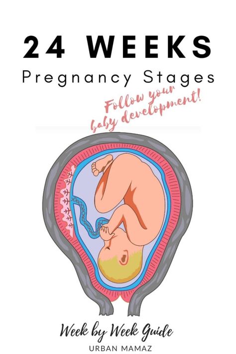 Pregnancy Trimesters, Pregnancy Development, Body Changes During Pregnancy, Week By Week Pregnancy, Postpartum Workout Plan, Pregnancy Questions, 24 Weeks Pregnant, 25 Weeks Pregnant, Postpartum Workout