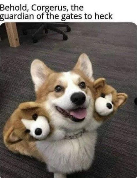 Cute Corgi, Dog Costumes, Corgi Dog, Fete Halloween, Dog Memes, Cute Funny Animals, Pet Adoption, Animals And Pets, Funny Dogs