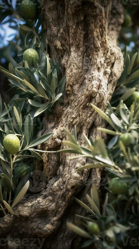 AI Generative Detail of black olives growing in the olive tree Ancient Olive Tree, Olive Trees Aesthetic, Trees Aesthetic, Olive Plant, Art Final, Tree Tree, Black Olives, Olive Trees, Black Olive