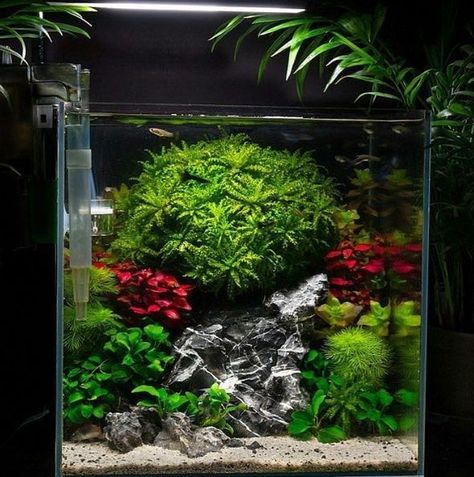 Guppy Aquarium, Cube Aquarium, Aquarium Inspiration, Aqua Scaping, Natural Aquarium, Fish Tank Themes, Aquarium Set, Amazing Aquariums, Aquascape Design