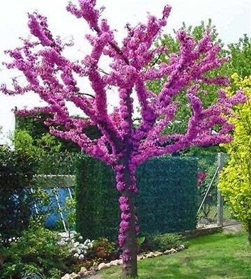 Eastern Redbud Tree, Pink Flowers Photography, Judas Tree, Pink Flowers Background, Redbud Tree, Flowers Background, Tree Seeds, Unique Trees, Desert Plants