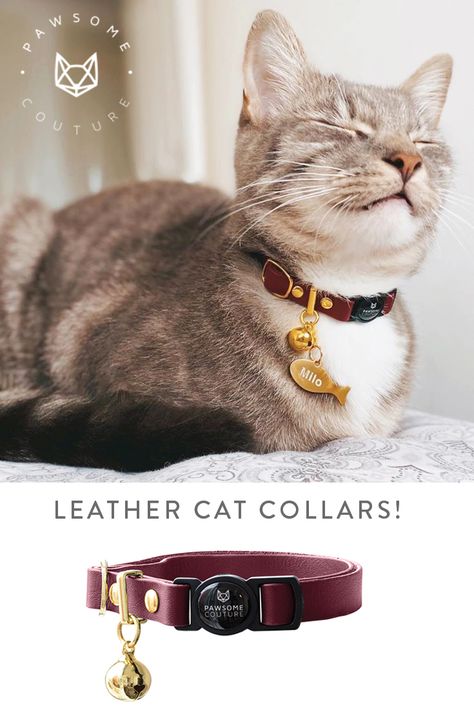 Fancy Cat Collar, Fancy Cat, Colorful Hairstyles, Personalized Leather Dog Collar, Cat Tags Collar, Cat Skin, Luxury Dog Collars, Cute Dog Collars, Designer Dog Collars