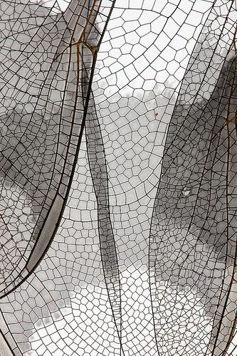 Dragonfly Wings cheryl.rose83's photos on Flickr. Foto Macro, Dragonfly Wings, Natural Structures, Texture Inspiration, Pattern And Texture, Textures And Patterns, Pattern Texture, Natural Forms, Patterns In Nature