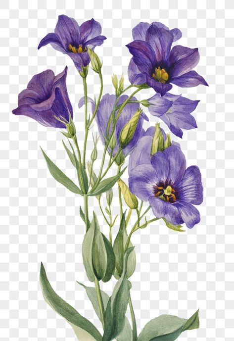 Vintage Botanical Flowers, Blooming Illustration, Flower Violet, Blue Bell Flowers, Easy Flower Painting, Png Flower, Png Floral, Floral Border Design, Watercolor Flower Art