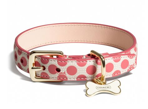 Coach Poppy Polka Dot Collar from Pet Gift Guide 2013 | E! Online Cute Collars For Dogs, Cute Dog Collars For Boys, Coach Dog Collar, Collars For Dogs, Blue Dog Collar, Cute Dog Collars, Puppy Accessories, Puppy Collar, Designer Dog Collars