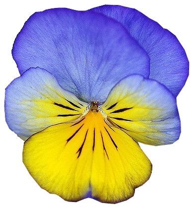 Edmonds Washington, Yellow Pansy, Viola Flower, Watercolor Flowers Tutorial, Flower Icons, Diy Watercolor Painting, Camera Canon, Pansies Flowers, Watercolor Flower Art