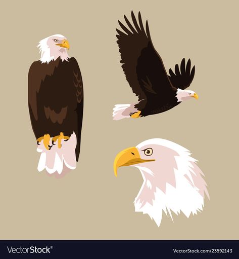 Eagle Graphic Design, Eagle Illustration Design, Eagle Cartoon, Eagle Illustration, Animal Photography Wildlife, Jay Feather, Eagle In Flight, School Murals, Eagle Bird