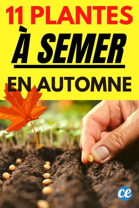 Savez-vous quelles sont les fruits et légumes à planter en octobre pendant l'automne ? Voici le calendrier pour ne rien oublier à planter dans le potager et jardin. When To Plant Vegetables, Vertical Vegetable Garden, Potager Garden, Organic Gardening Tips, Creative Gardening, Natural Garden, Permaculture, Horticulture, Organic Gardening