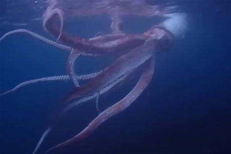 Divers Capture Rare Footage of Live Giant Squid Off of Japan's West Coast Check more at https://newscnnn.com/divers-capture-rare-footage-of-live-giant-squid-off-of-japans-west-coast/ Humboldt Squid, Deep Sea Squid, Colossal Squid, Vampire Squid, Deadly Animals, Giant Fish, Giant Squid, Albino Animals, Deep Sea Creatures