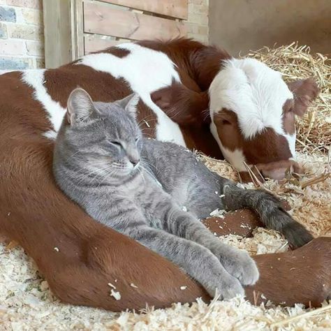 Unlikely Animal Friends, Fluffy Cows, Animals Friendship, Unusual Animals, A Cow, Cute Cows, Cute Animal Pictures, Sweet Animals