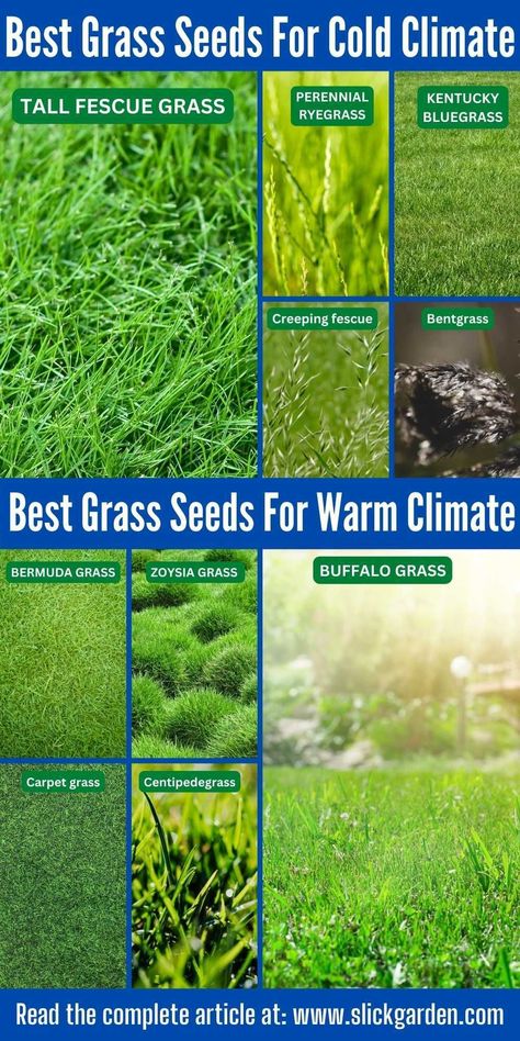 After choosing the variety of grass for your garden the next step is planting the grass seeds. There are three options for planting seeds in the ground. Grass Seed Tips How To Grow, Fescue Grass Lawn, Grow Grass Fast, How To Grow Grass, Growing Grass From Seed, Tall Fescue Grass, Grass Seed Types, Best Grass Seed, Seasonal Gardening