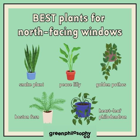 Plants North Facing Window, North Facing Plants Indoor, Indoor Plants South Facing Window, North Facing Apartment, North Facing Window Plants, North Window Indoor Plants, South Facing Window Plants, Plants For North Facing Window, Plants For South Facing Windows