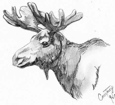 Moose Drawing, Moose Illustration, Moose Pictures, Drawing Heads, Deer Art, Art Pencil, Realism Art, Animal Sketches, Arte Animal