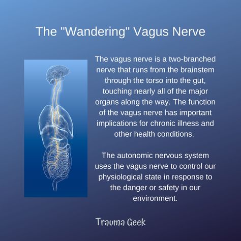 Peter Levine, Bessel Van Der Kolk, Nervus Vagus, The Vagus Nerve, Brain Stem, Parasympathetic Nervous System, Autonomic Nervous System, Vagus Nerve, Immune Response