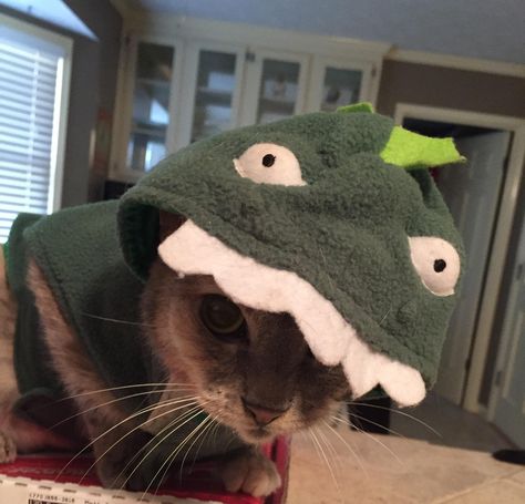 Smokey in the dinosaur costume of shame Dinosaur Costume, Pictures Of Cats, Love Cat, Cat Pictures, About Cats, Animals And Pets, Cute Cats, Hats, Brand New