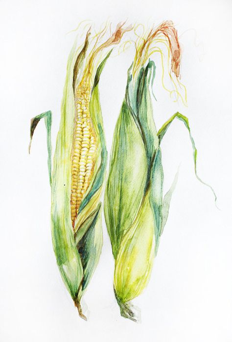 Corn Watercolor, Farm Watercolor, Watercolor Vegetables, Corn Painting, Watercolor Fruits, Vegetable Print, Vegetable Painting, Indian Corn, Yellow Corn