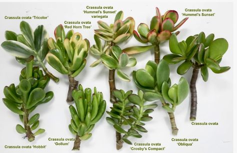 Crassula Succulent Types, Succulent Greenhouse, Jade Plant Care, Succulent Names, Types Of Succulents Plants, Water Wise Landscaping, Succulent Garden Diy, Diy Raised Garden, Types Of Succulents