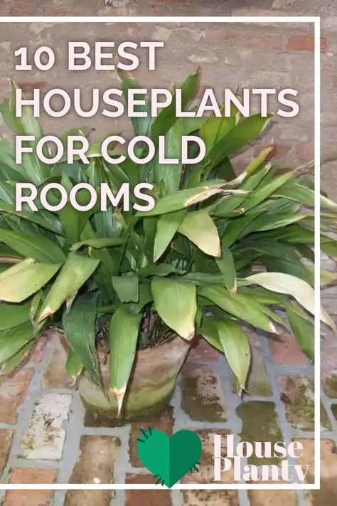 Discover the best houseplants for cold rooms to beautify your space all year round. From resilient succulents to vibrant snake plants, find your perfect indoor oasis! Transform your chilly room into a cozy haven with these cold-tolerant green wonders. Winter-proof your home with these must-have indoor plants. Best Plants For Sunroom, Cold Tolerant House Plants, Plants For Cold Rooms, Humidity Plants, Plant Goddess, Best Houseplants, Easiest Flowers To Grow, Popular House Plants, Types Of Houseplants