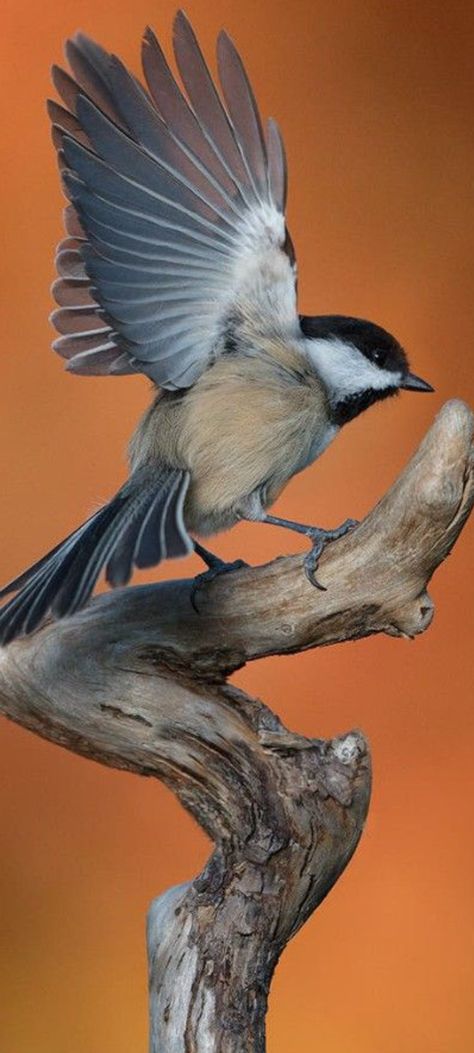 Best Cameras, Bird Flying, Wild Animals Pictures, Bird Carving, Animal Study, Arte Inspo, Animal Sketches, Bird Pictures, Pretty Birds