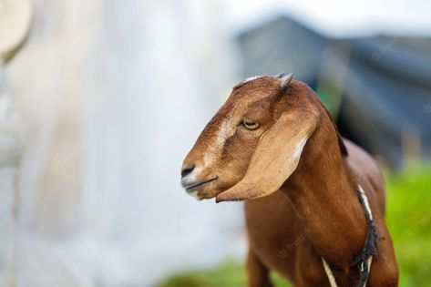 Premium Photo | Indian goat at field , rural india. Indian Goat, Rural India, Dots Art, Premium Photo, Pet Birds, Goats, Photo Image, Horses, Stock Photos