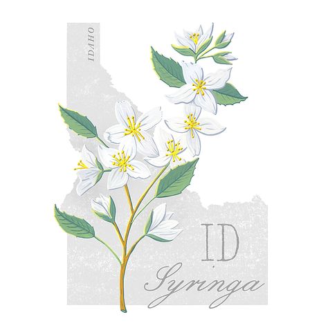 Syringa Tattoo, Syringa Flower Tattoo, Wisconsin Flower Tattoo, Syringa Flower, Utah State Flower Tattoo, Idaho Flower Tattoo, Idaho Tattoo, Illinois State Flower Tattoo, Wisconsin State Flower Tattoo