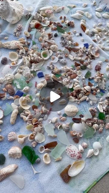 The Shell Shack | I love shelling ! 

  #shelling #iloveshelling #seaglass #shells #smallbuisness #shellcrafts #crafts #beach #beachcomber #beachcombing... | Instagram Cleaning Shells, Big Shell, Sand Crafts, She Sells Seashells, Beach Combing, Shell Crafts, Sea Shells, Shells, I Love