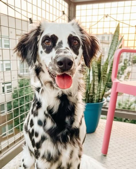 Long Haired Dalmatian, Dalmatian Puppy, Dalmatian Dog, Cute Animals Puppies, Really Cute Dogs, Bear Dog, Pretty Dogs, Dream Dog, Grooming Tips