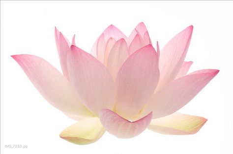 Lotus Flower Pink Lotus Flower, Flower Types, Under Your Spell, Flower Icons, Nothing But Flowers, Pink Lotus, Flower Therapy, No Rain, Back To Nature