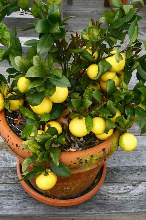 Prune Lemon Tree, Indoor Avocado Tree, Lemon Tree Potted, Indoor Lemon Tree, Indoor Fruit Trees, Trees Indoors, Growing Lemon Trees, Growing Tomatoes Indoors, Growing Citrus