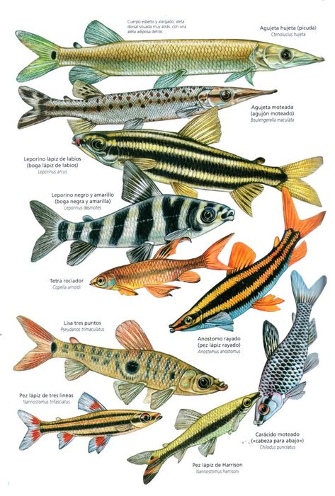 Fish Chart, Oscar Fish, Tropical Freshwater Fish, Fish Illustration, Fish Drawings, Types Of Fish, Extinct Animals, Fishing Girls, Phish