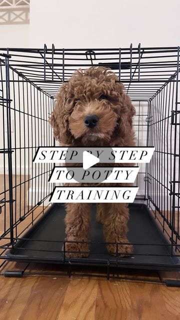 How To Store Dog Stuff, How To Make A Dog Crate Look Better, Puppy Areas In Home, Puppy Organization Ideas, How To Crate Train A Puppy, Puppy Set Up Ideas In Bedroom, Puppy Surprise Ideas, How To Potty Train A Puppy, Puppy Corner Ideas