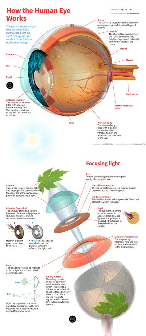The eye is a sensory organ that perceives light, transforms it into an electrical signal, and sends it to the brain to produce an image. Sclera The sclera is a tough tissue that forms the outer protective and structural layer of the eye. Choroid The choroid is a l Opthalmic Technician, Eye Diagram, Optician Training, Interactive Model, Optometry Education, Eye Structure, Eye Facts, Eye Anatomy, Basic Anatomy And Physiology