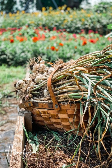 Garlic Aesthetic, Garlic Planting, Garlic Growing, Garlic Farm, Peacock Room, Hardneck Garlic, Harvesting Garlic, Garlic Bulbs, Planting Garlic