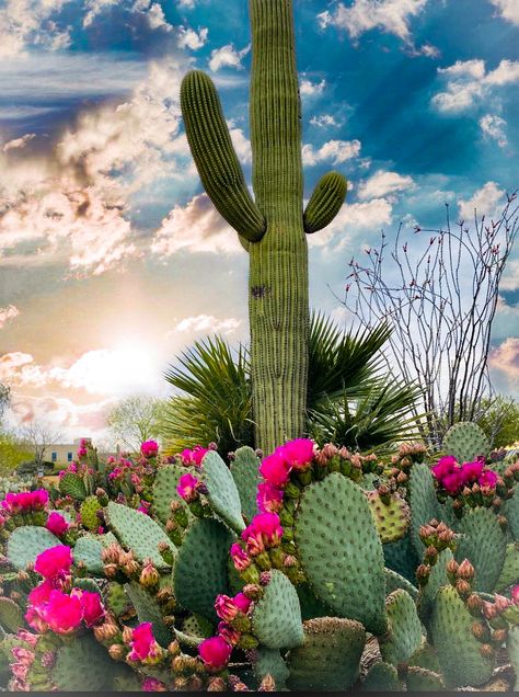 Desert Landscaping Ideas, Desert Trees, Cactus Paintings, Low Water Gardening, Desert Environment, Desert Flowers, Desert Garden, Moon Garden, Desert Art