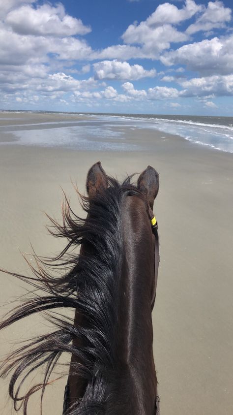 Horses Beach, Horses Beautiful, Horse Farm Ideas, Horses Photography, Seabrook Island, Beautiful Horses Photography, Beach Rides, Horse Ears, Beautiful Arabian Horses