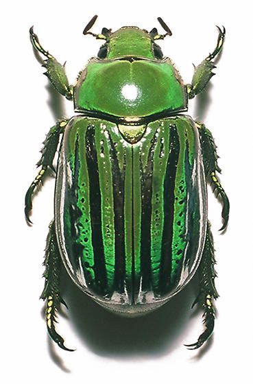 Glorious Beetle - Chrysina gloriosa Insect Photos, Beetle Art, Cool Insects, Beetle Insect, Insect Collection, Cool Bugs, Garden Insects, Bug Art, Beetle Bug