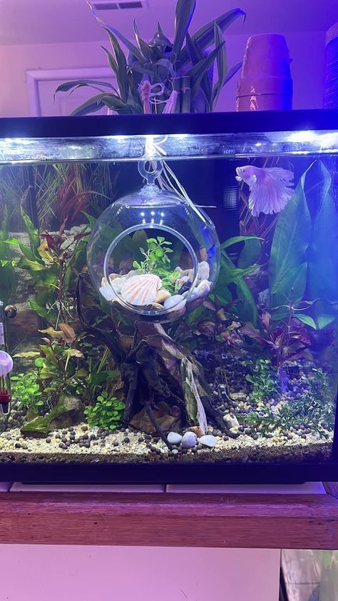 Cool Fish Tank Set Ups, Whimsical Fish Tank, Asian Fish Tank, Pretty Betta Fish Tank Ideas, Scorpion Tank Setup, Small Fish Tanks Ideas, Berta Fish Tank Ideas, Small Fish Tank Aesthetic, 45 Gallon Fish Tank Ideas