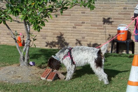 If you’re looking to help your dog to get more experience with Scent Work, consider practicing on walks. Bringing your scents with you while away from home can help your pet gain a deeper understanding of Scent Work and build their search skills. Make Sure Your Dog Is Ready for Scent Work Before starting to […] The post How to Work Scent Work Training Into Walking Your Dog appeared first on American Kennel Club. Scent Work For Dogs, Dog Scent Work, Shed Hunting Dog Training, Dog Training Older Dogs, Personal Protection Dog Training, Work Train, Dog Stories, Free Dogs, American Kennel Club