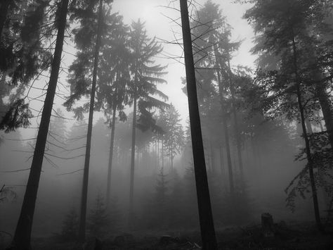 gray forest images | Picture Source: “Foggy Forest” wallpaper via walldigger.com, thank ... In The Forest, The Forest, Trees, Forest, Nature