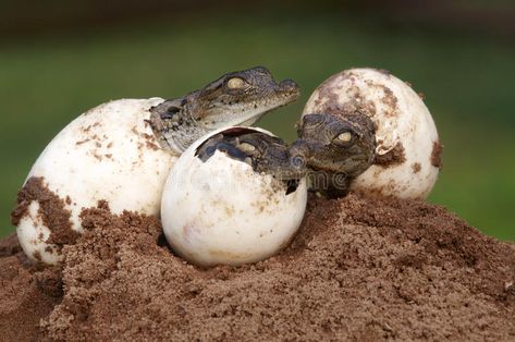 Nile Art, Crocodile Eggs, Crocodile Eating, Crocodile Species, American Crocodile, Nile Crocodile, Mangrove Swamp, Saltwater Crocodile, Hatching Eggs