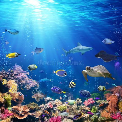 Underwater Scene With Coral Reef. And Tropical Fish , #AD, #Coral, #Scene, #Underwater, #Fish, #Tropical #ad Sea Life Painting, Underwater Wallpaper, Bawah Air, Beautiful Sea Creatures, Puzzle For Adults, Ocean Wallpaper, Ocean Water, Ocean Theme, 1000 Piece Jigsaw Puzzles