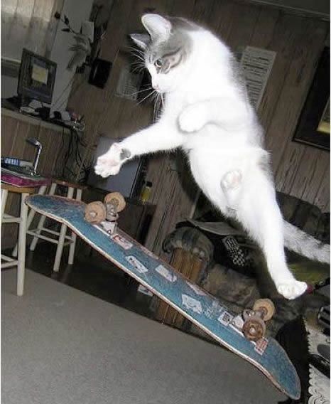 Evil Cats, Cat Skateboard, Skate Vibes, Cat Rainbow, Skate Boards, Skateboarding Tricks, Skateboard Aesthetic, Skateboard Photography, Reaction Memes