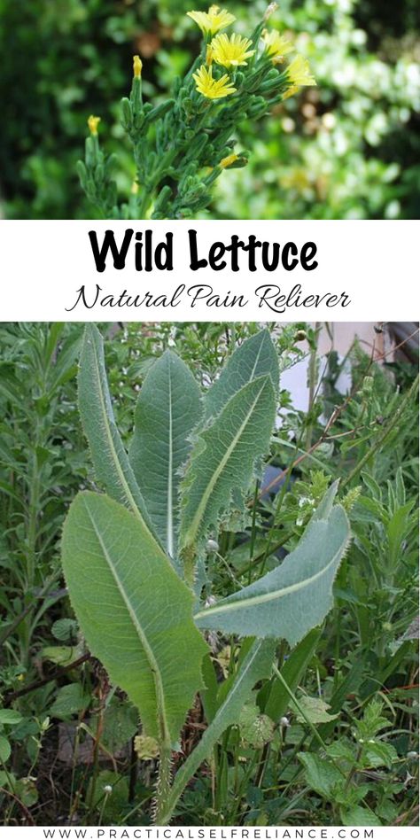 Using Wild Lettuce for Natural Pain Relief....... Read Comments❣ Summer Foraging, Medicine Recipes, Medicinal Wild Plants, Medicinal Weeds, Wild Lettuce, Wild Food Foraging, Wild Herbs, Natural Pain Relievers, Medicinal Herbs Garden